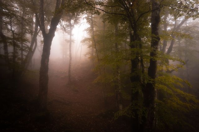 Forêt brumeuse